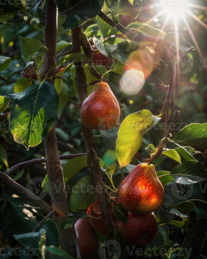 Pears on branches, sun rays peeking through leaves photo