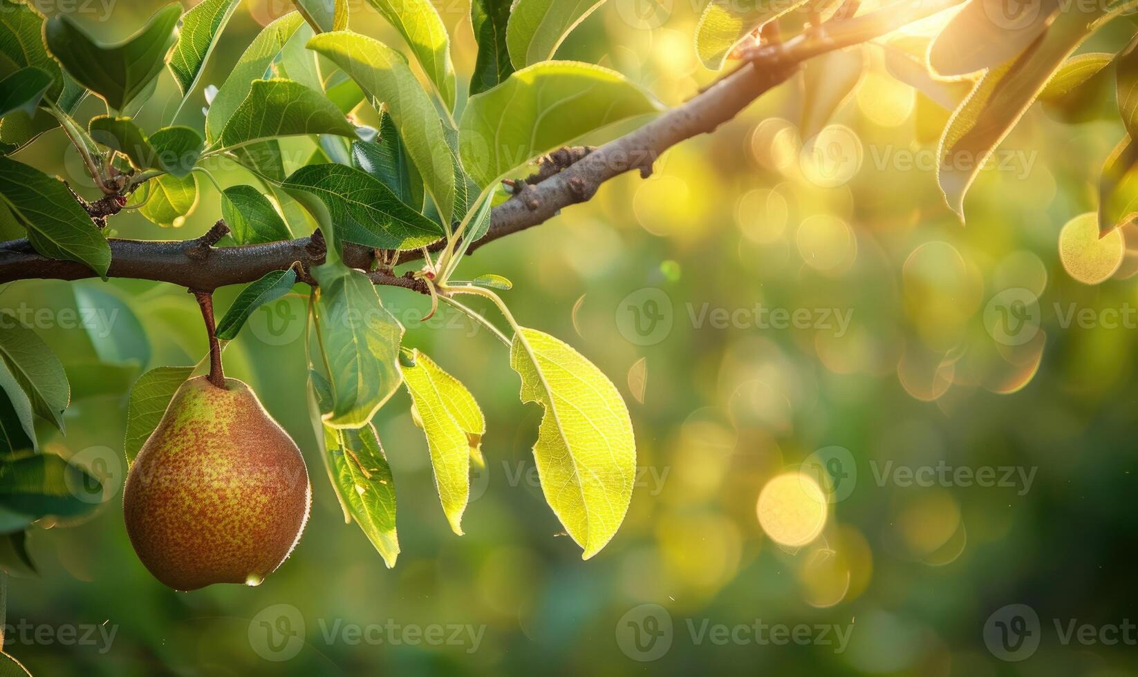 Pear hanging on a branch, lush green leaves photo