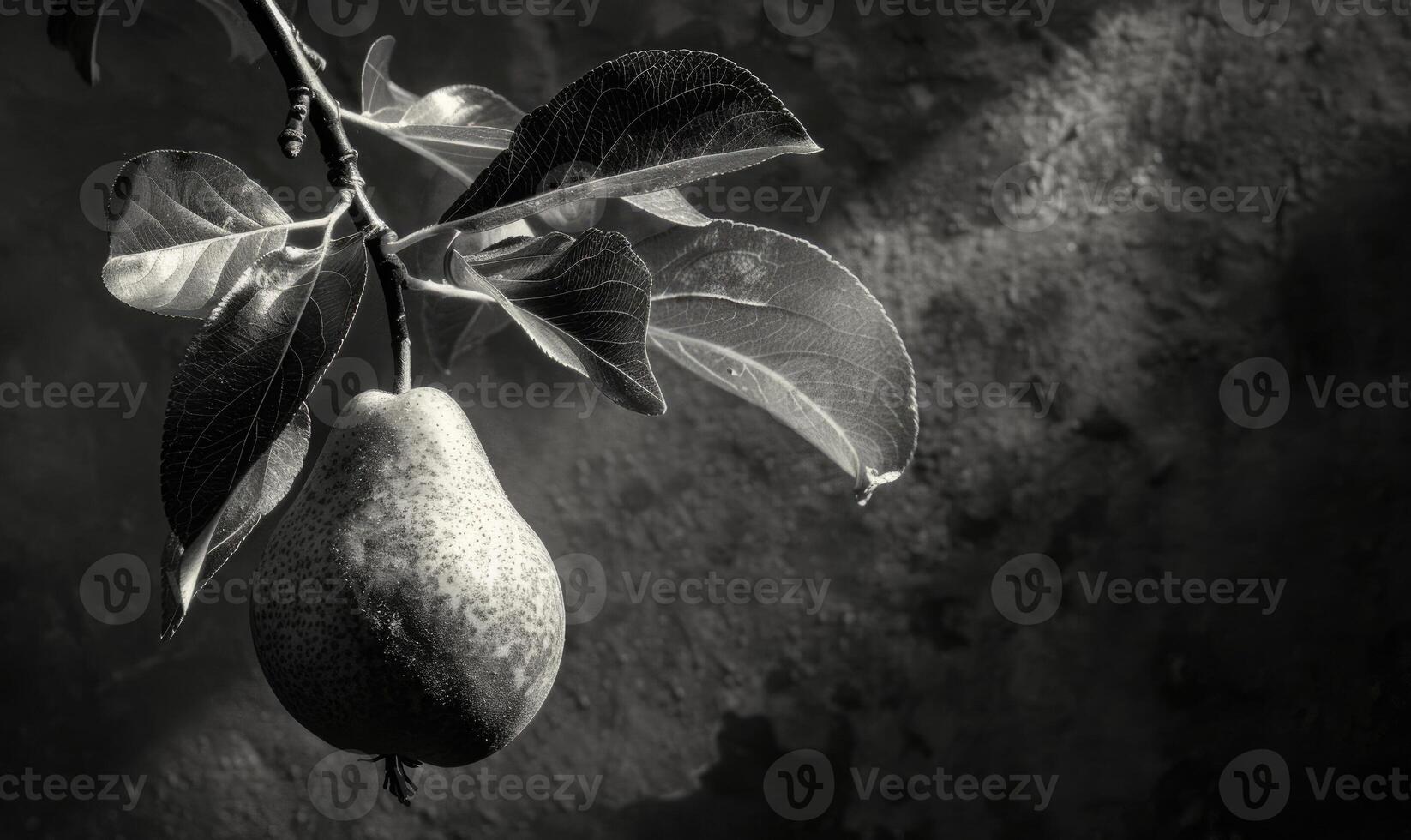 Pear on a branch with delicate sun rays photo