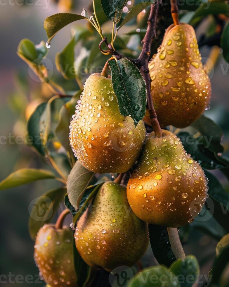 Pears on tree branches, dew on the fruit photo