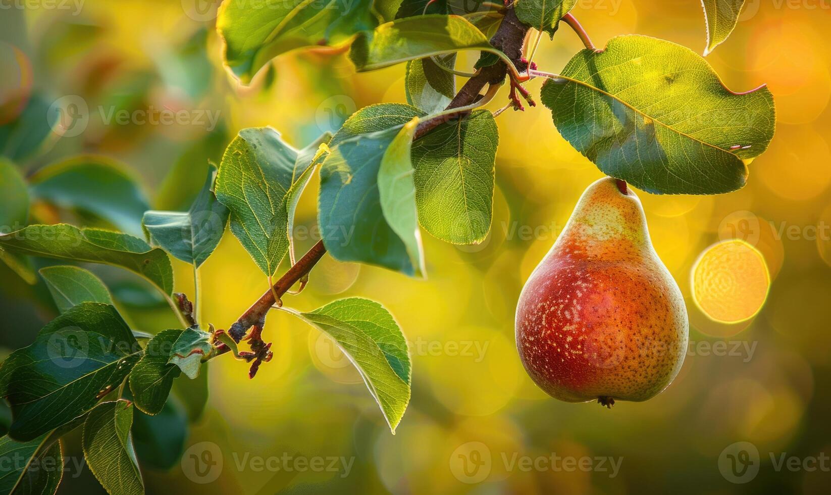 Pear with a red blush, hanging from a branch with green leaves photo
