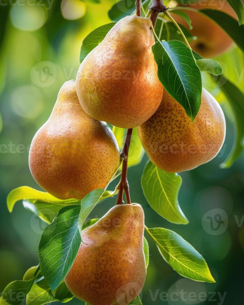 Pears on branches, sun rays peeking through leaves photo