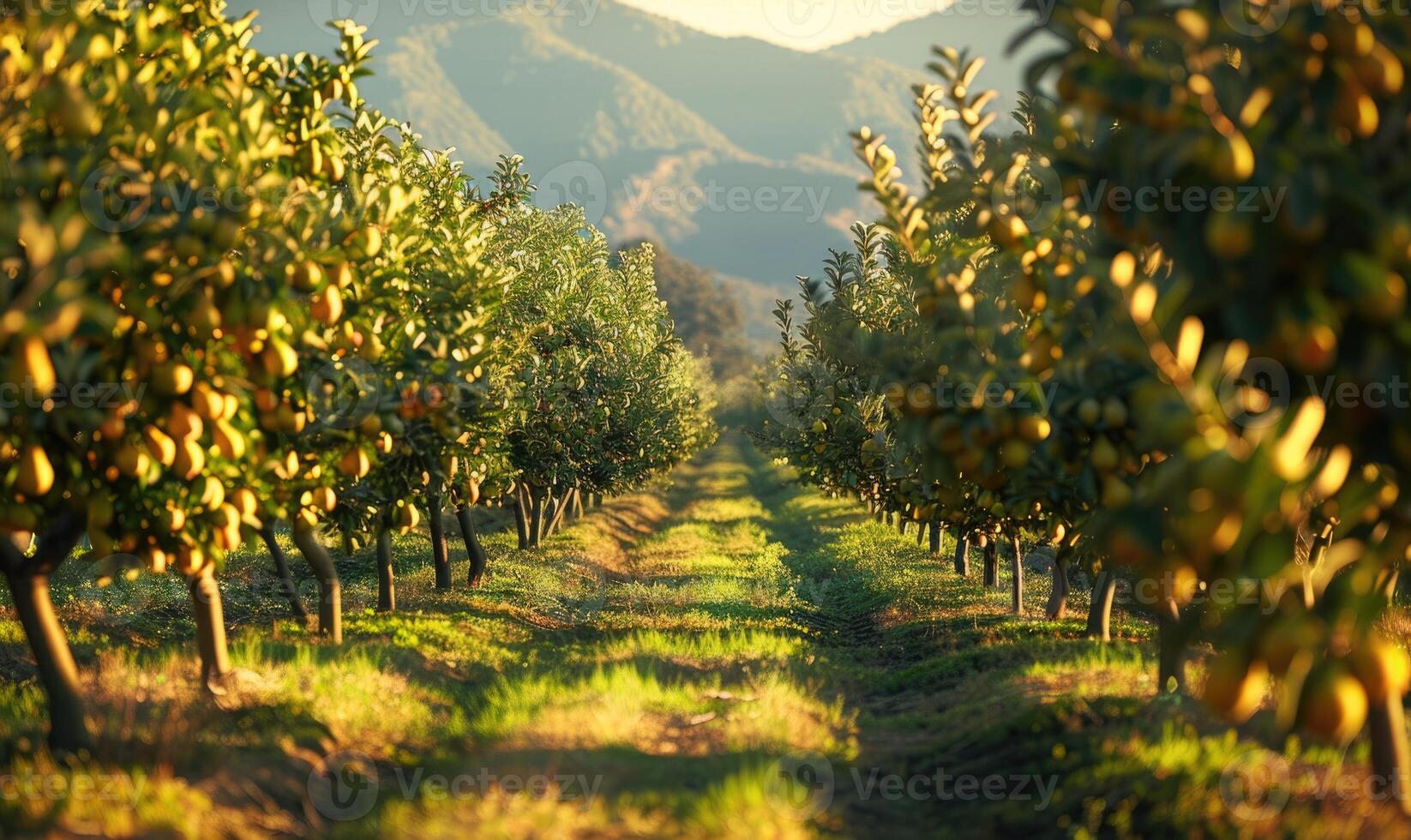 Rows of pear trees in an orchard photo