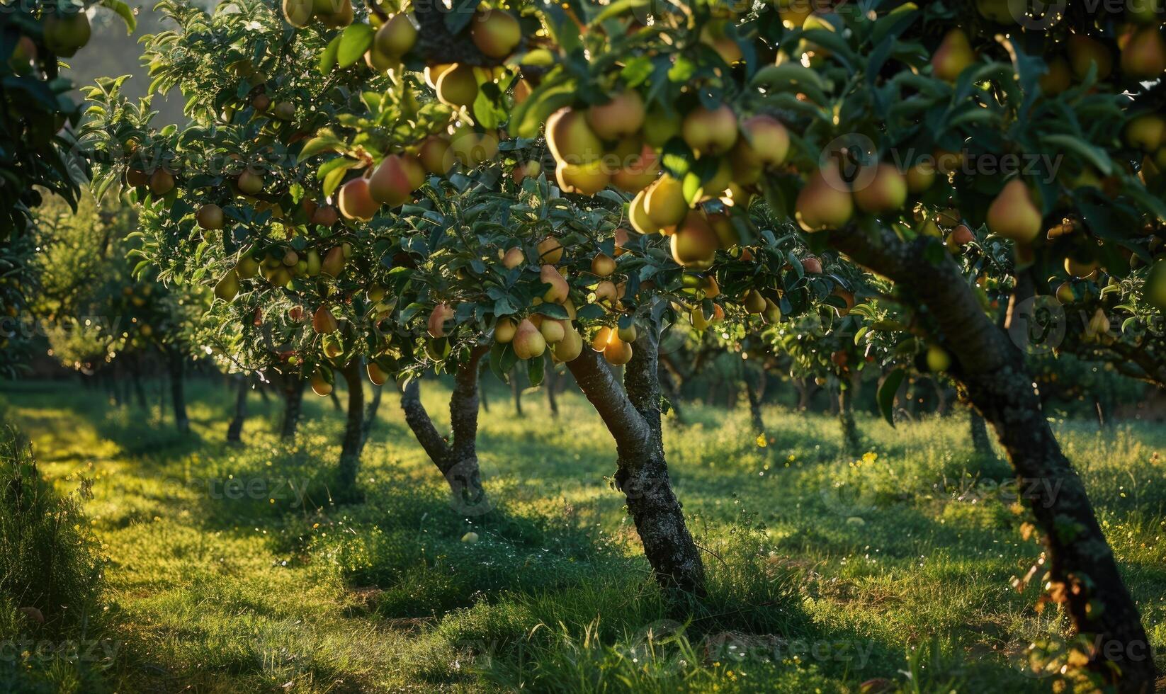 Orchard with pear trees and ripe pears photo
