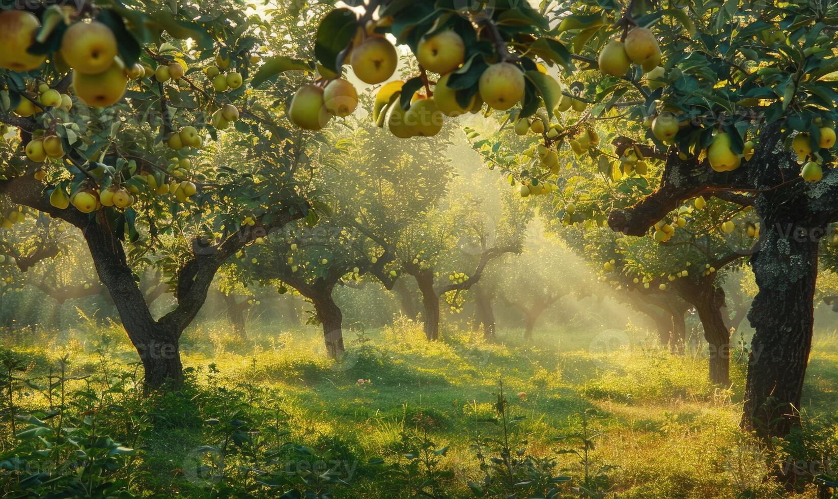 Orchard with pear trees and ripe pears photo