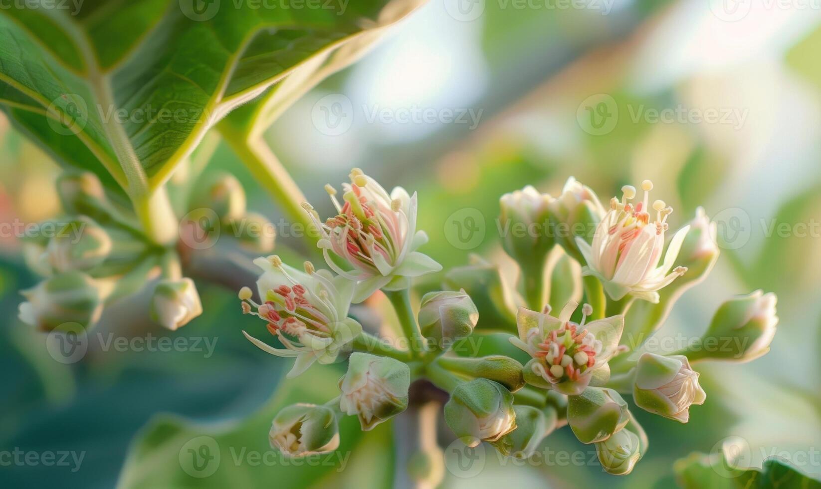 Close-up of a fig tree in bloom photo