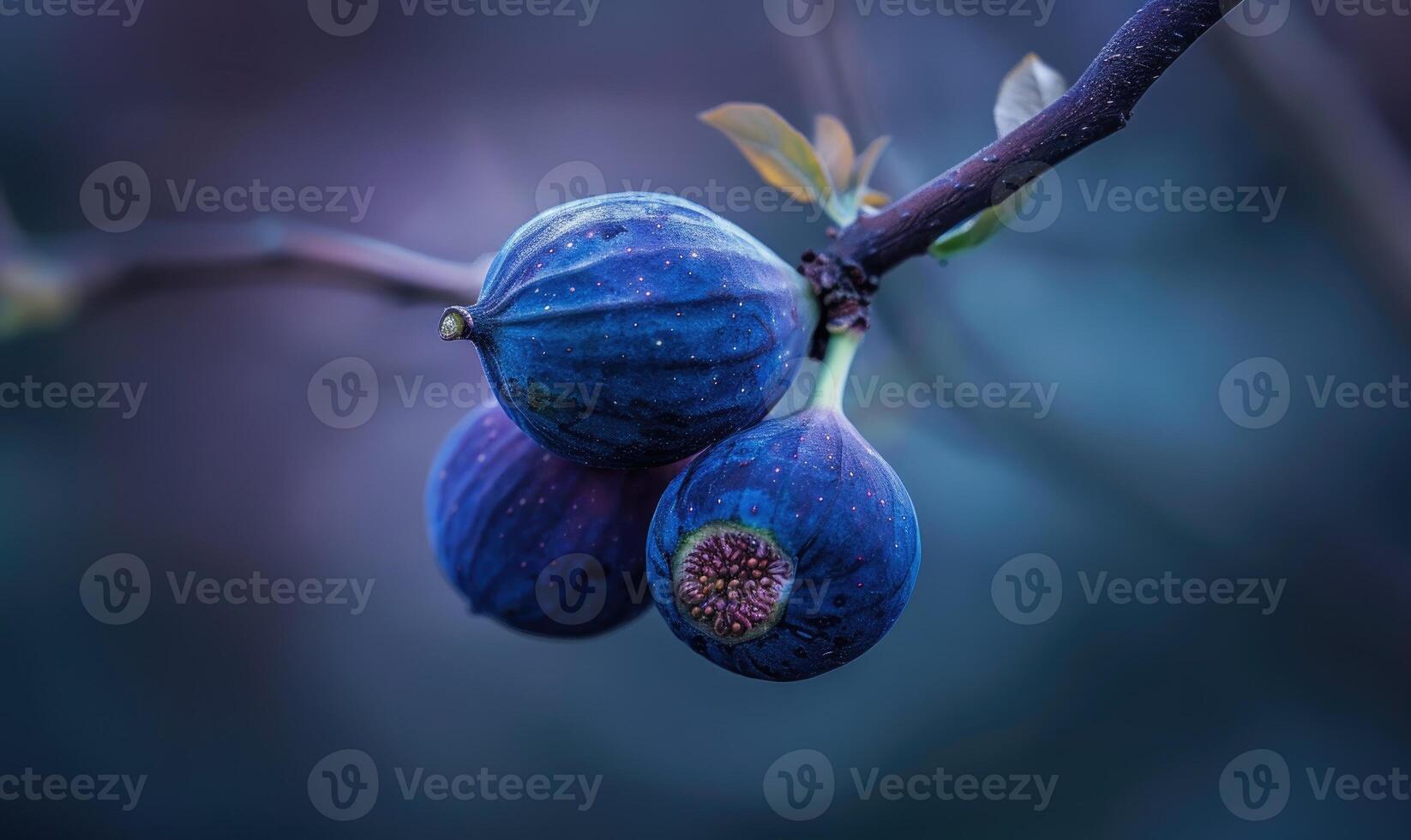 Close-up of figs on a branch photo