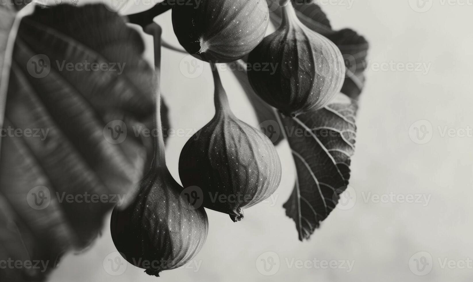 Close-up of figs hanging from a branch photo