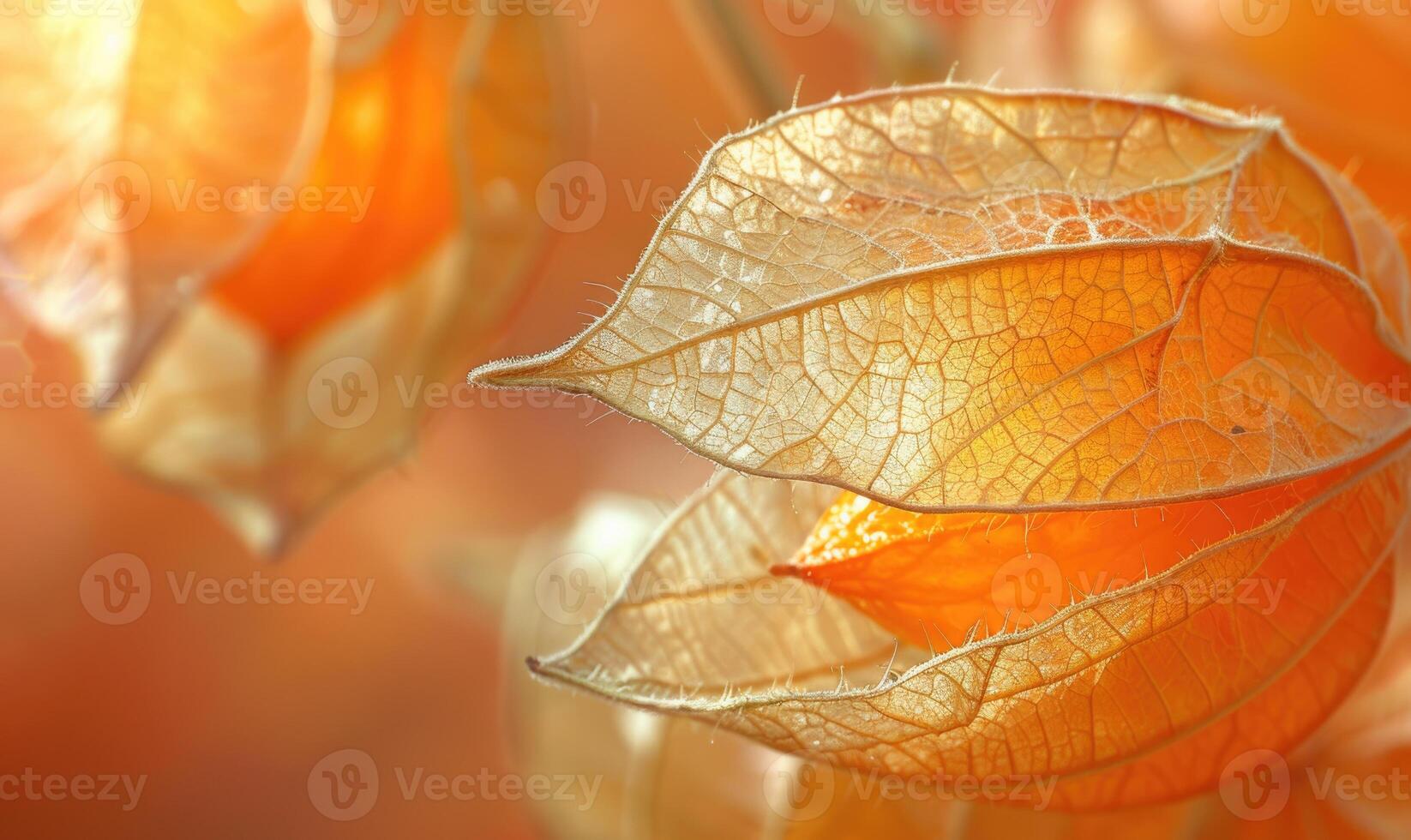 Close-up of physalis with a focus on the fruit's surface photo