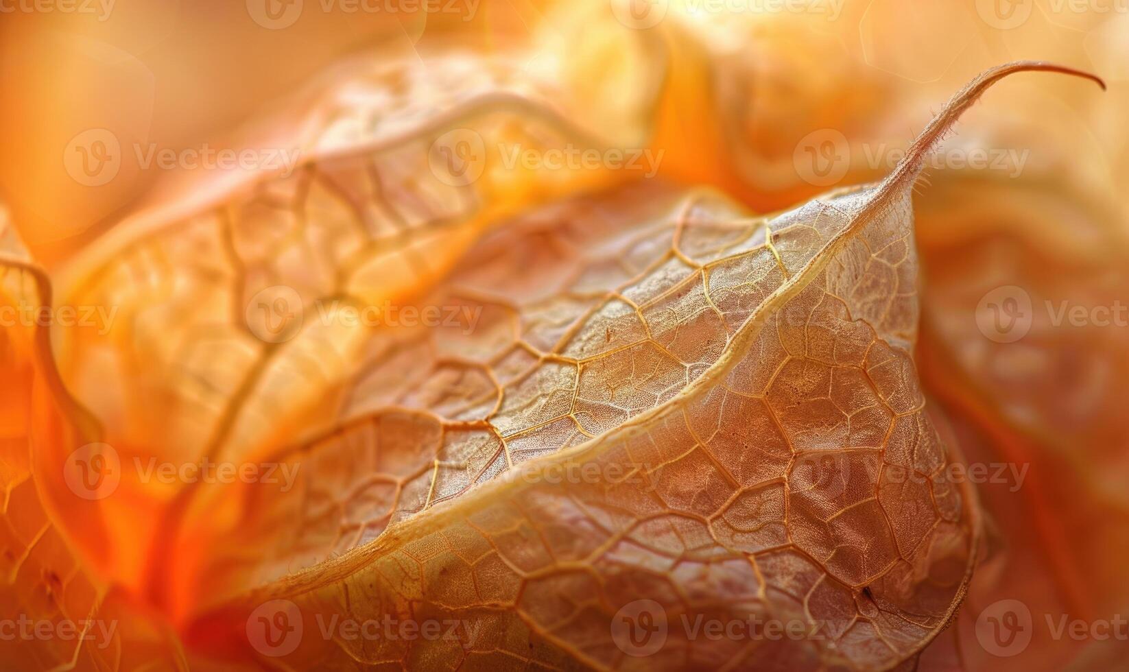 Detailed close-up of a physalis husk photo