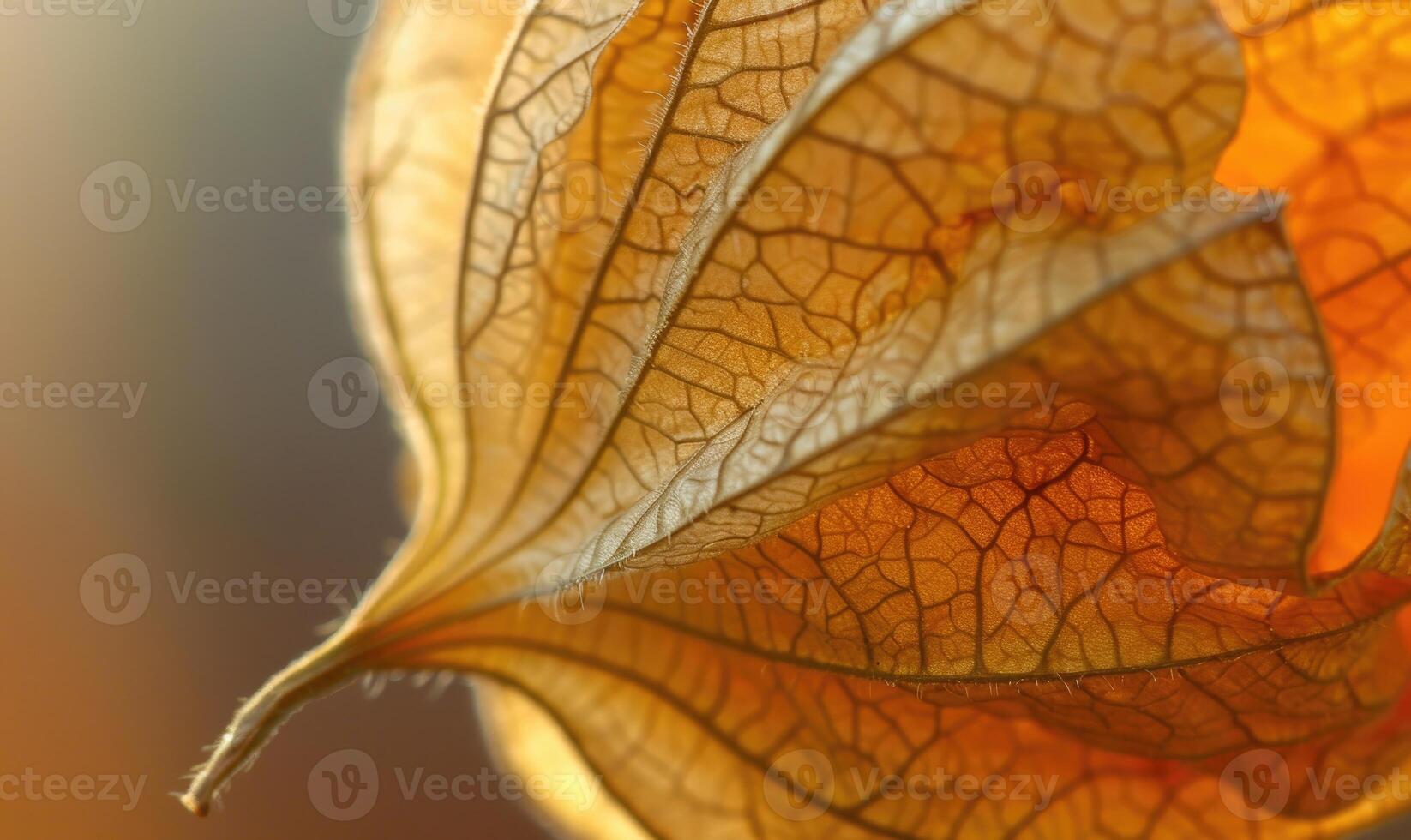Detailed close-up of physalis with the husk intact photo