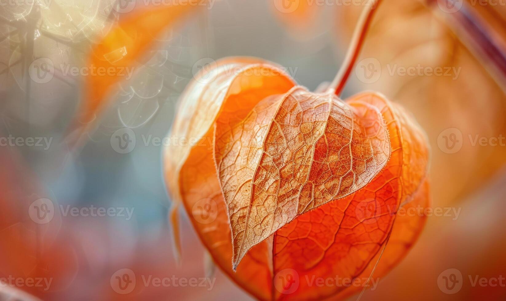 A close-up of physalis with a blurred background photo