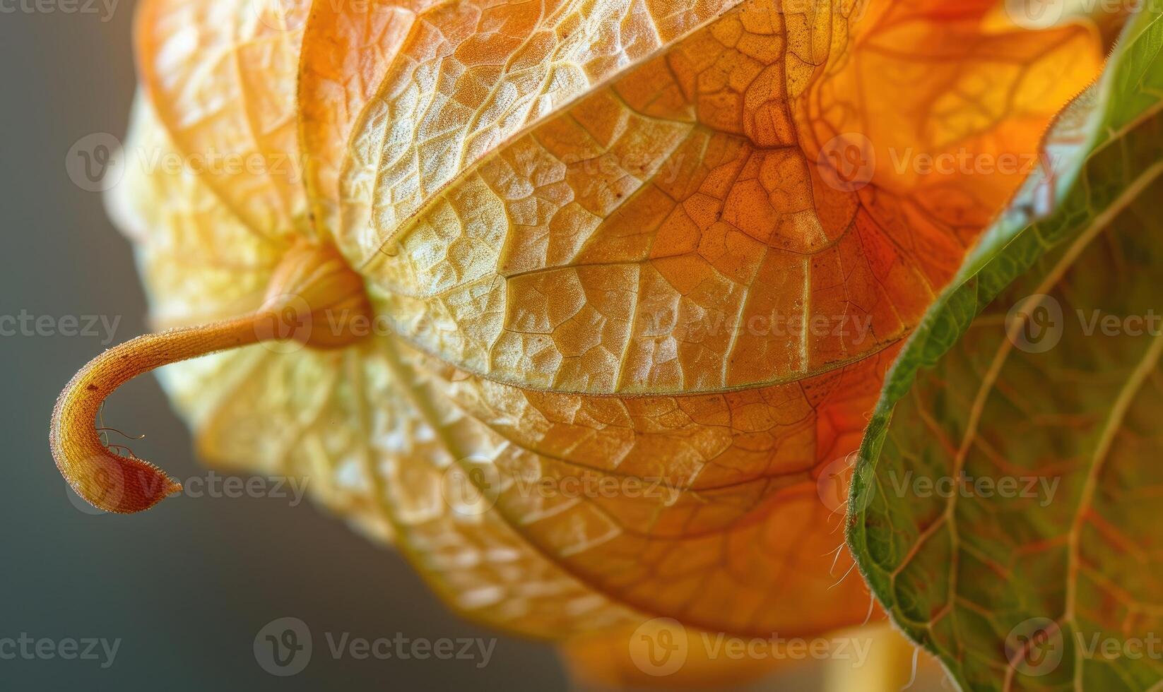 A close-up of physalis with a focus on the intricate pattern of the husk photo