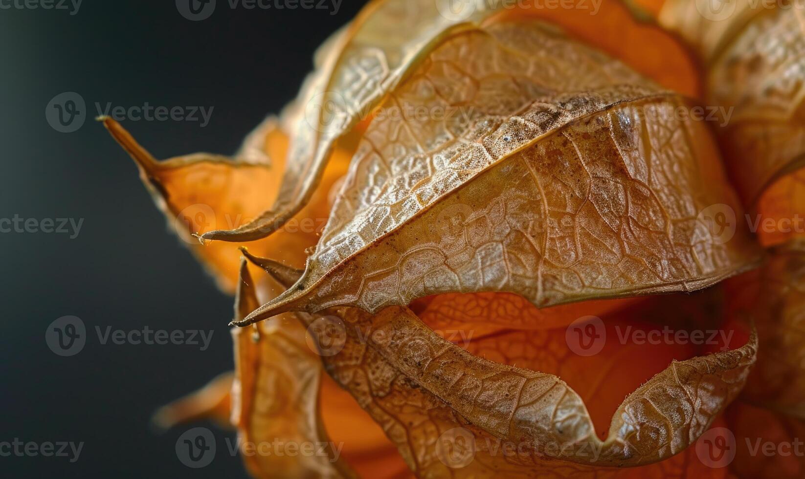 A close-up of physalis with the husk intact photo
