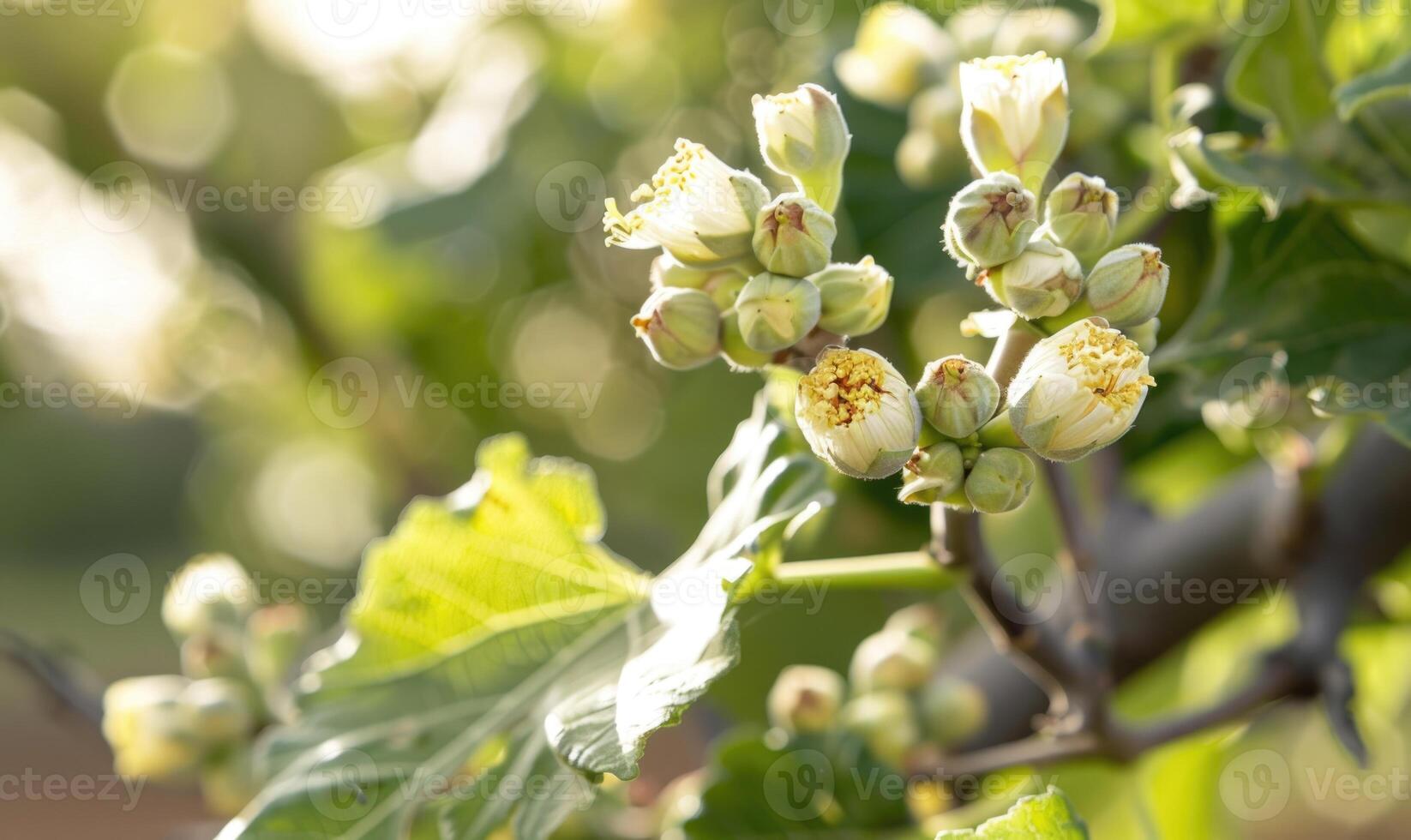 Flowering fig branches with delicate flowers photo