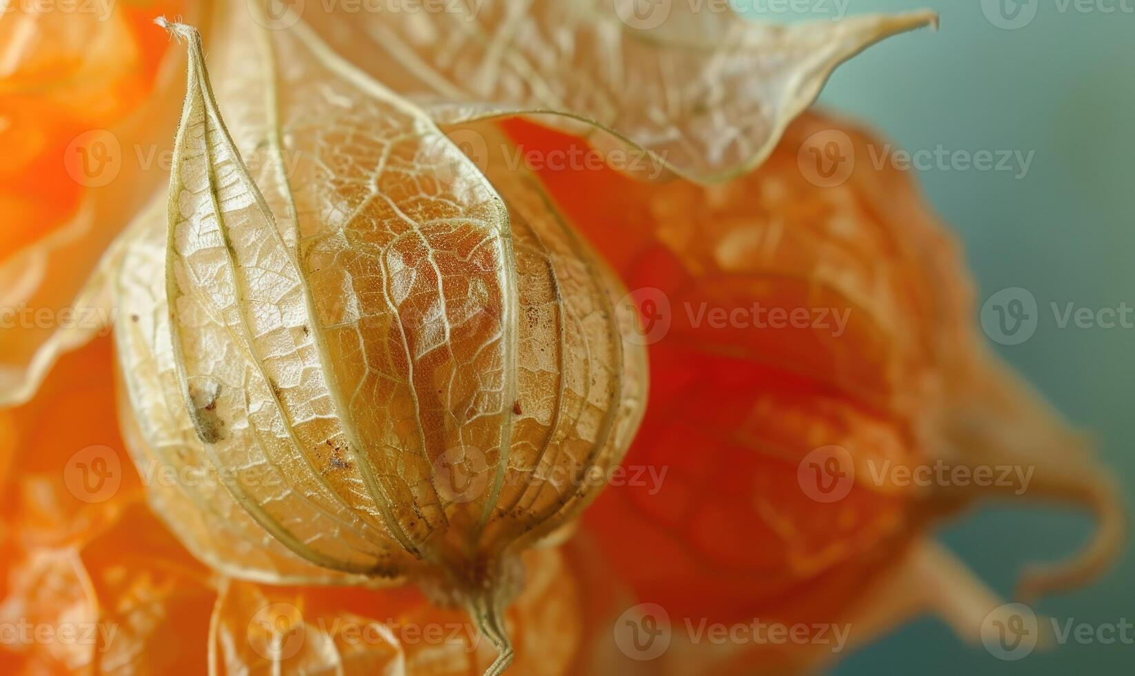 Macro view of physalis with a focus on the delicate husk texture photo