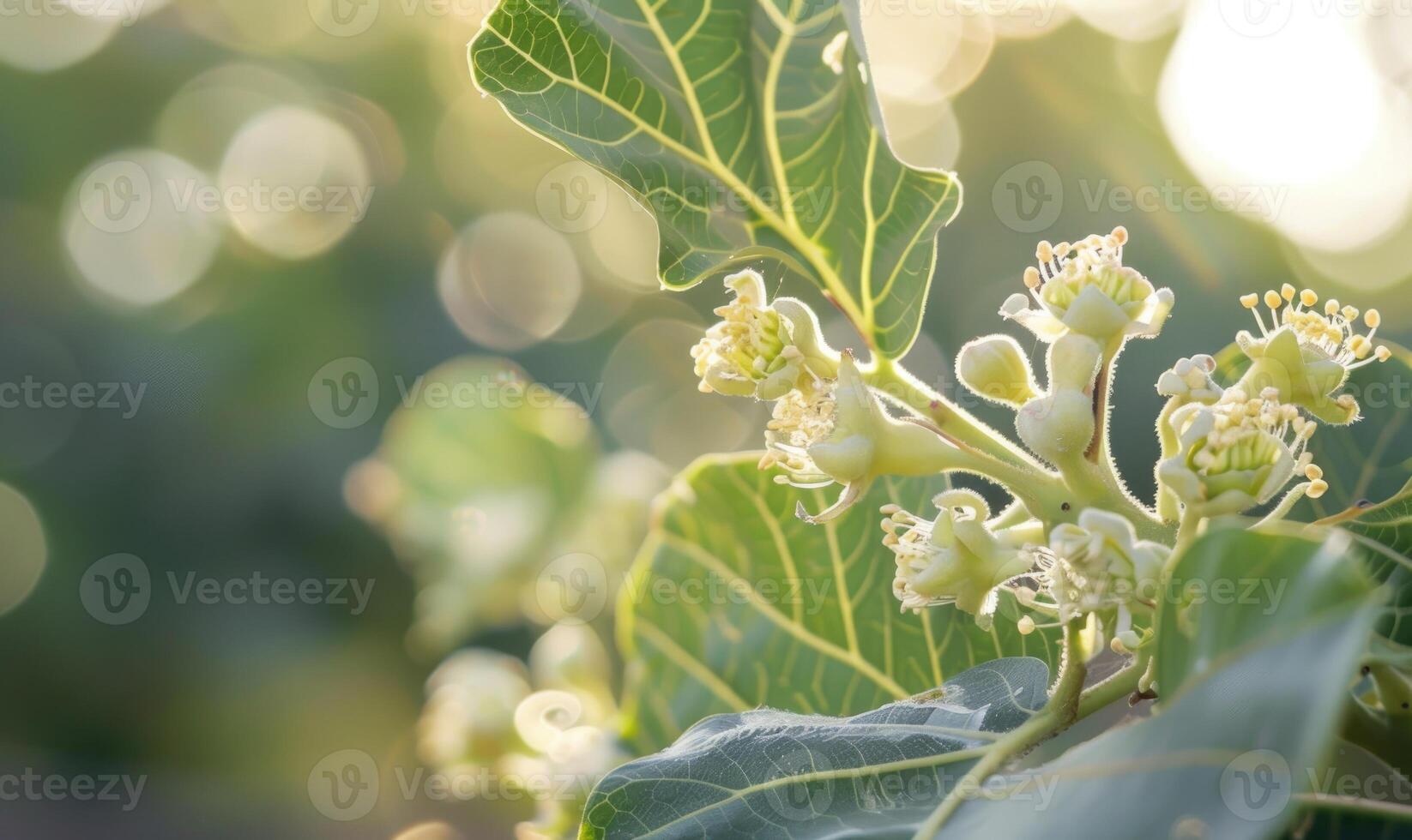 Fig tree blossoms and young figs, close-up photo