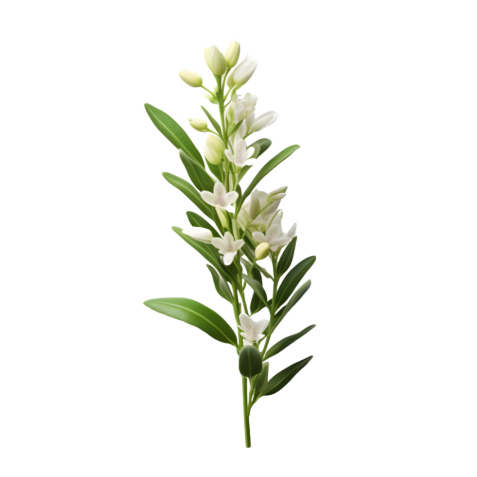 White lilies of the valley on transparent background png