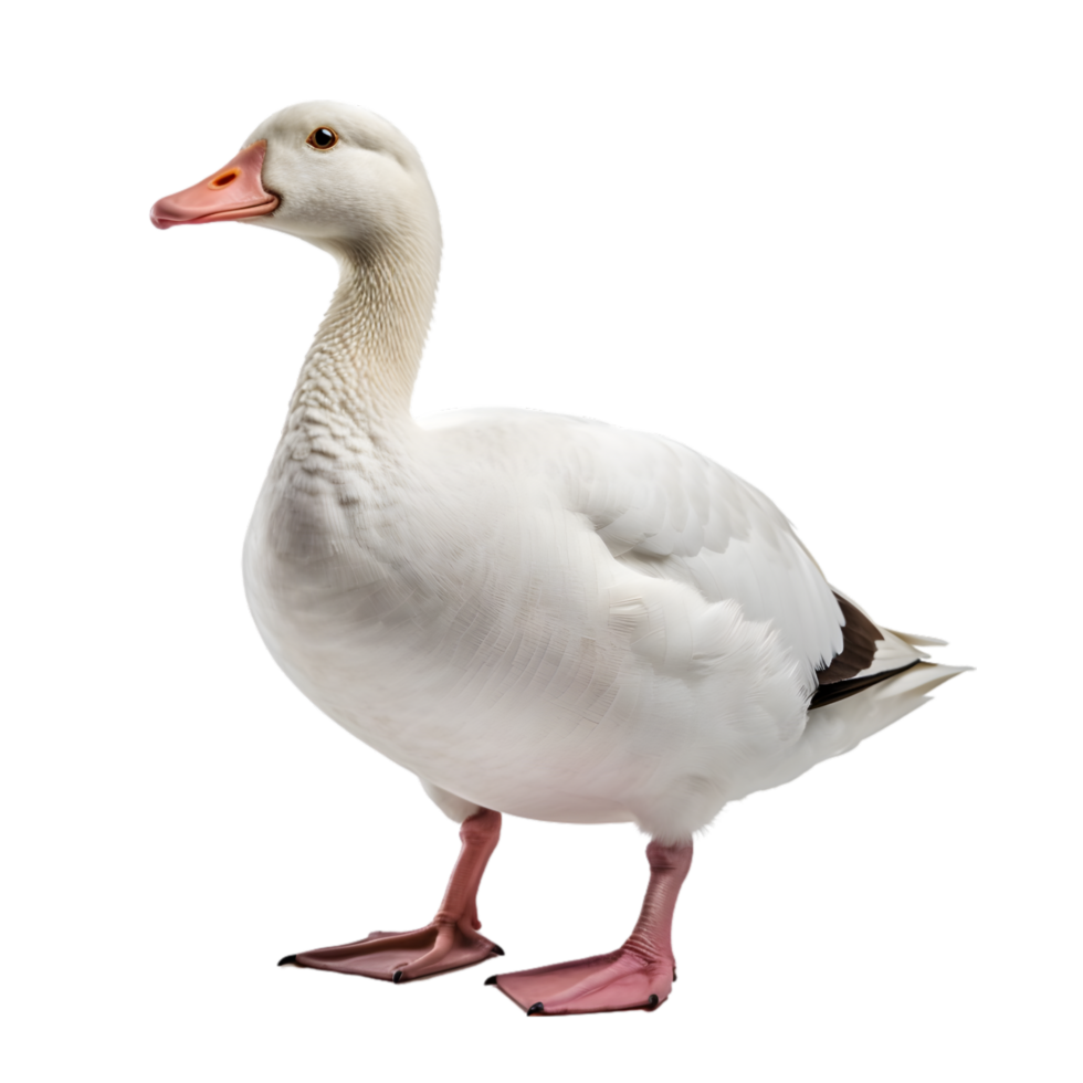 White goose on transparent background png