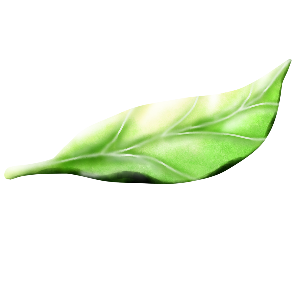 Green leaves falling from trees png