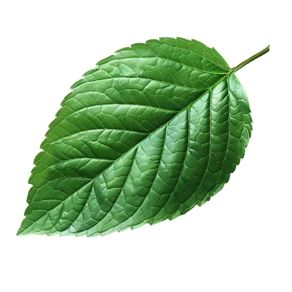 Realistic Green Leaf on Transparent Background png
