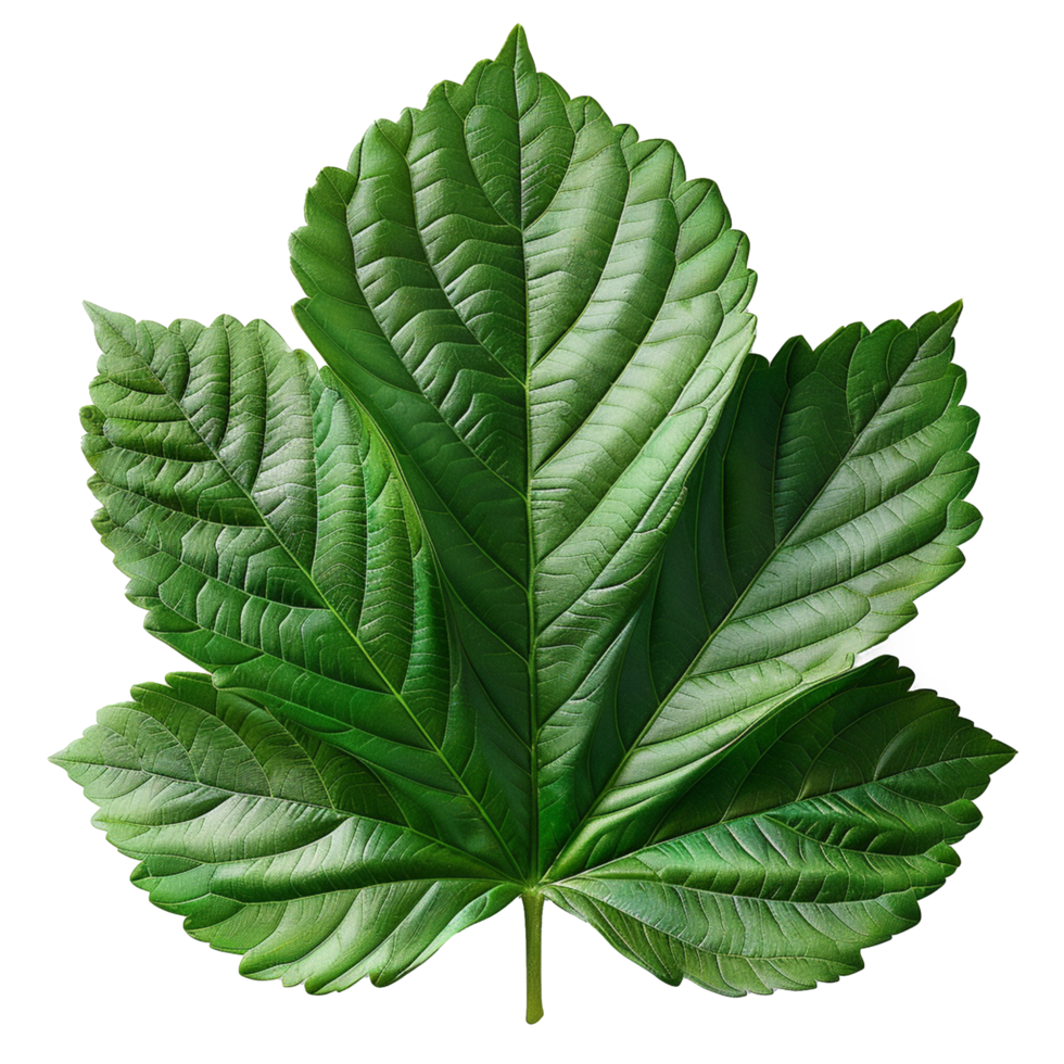 Realistic Green Leaf on Transparent Background png