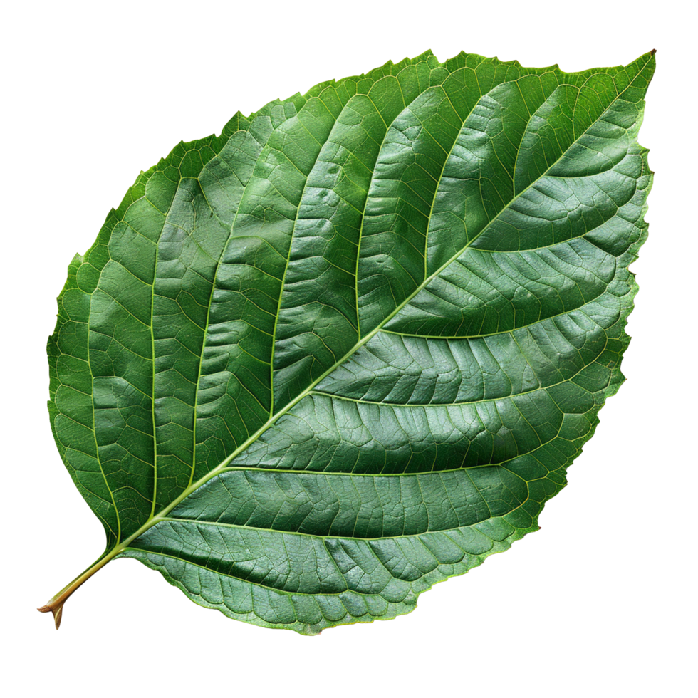 Realistic Green Leaf on Transparent Background png