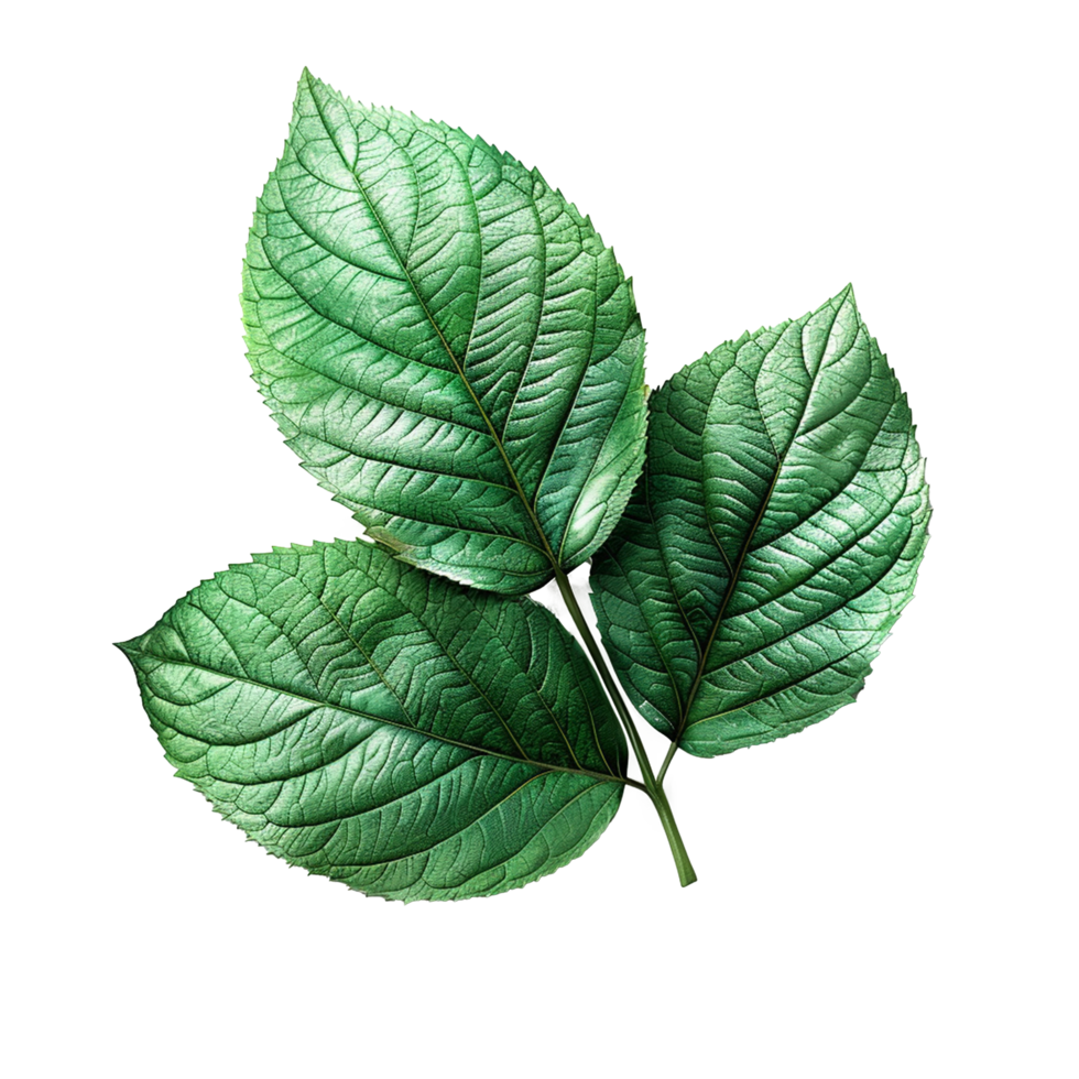 Realistic Green Leaf on Transparent Background png