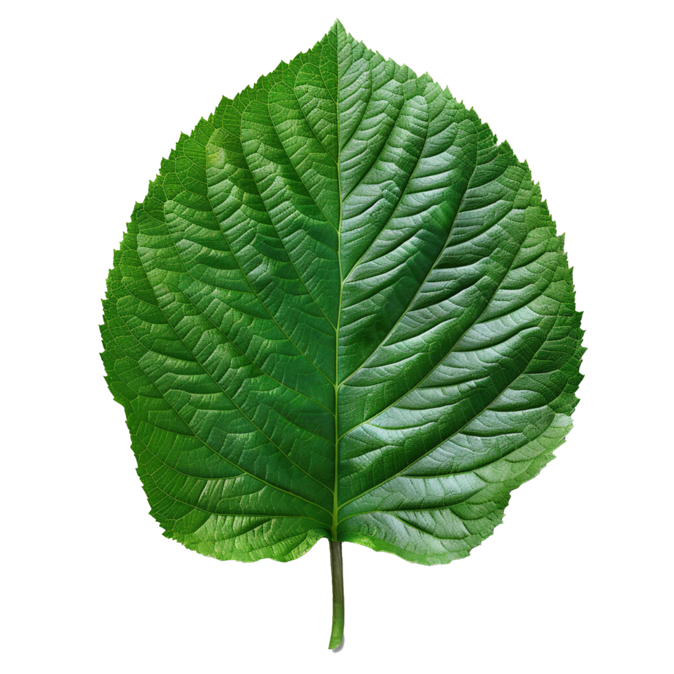Realistic Green Leaf on Transparent Background png