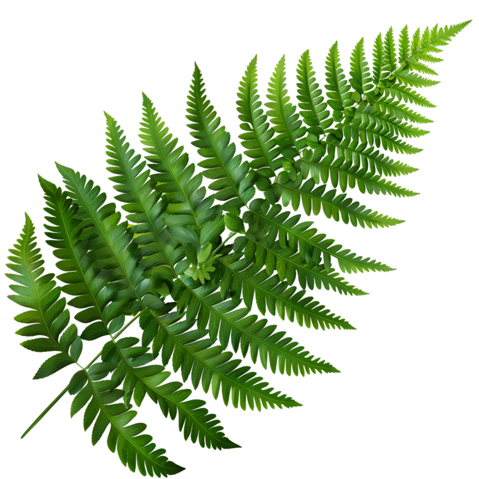 Realistic Green Leaf on Transparent Background png