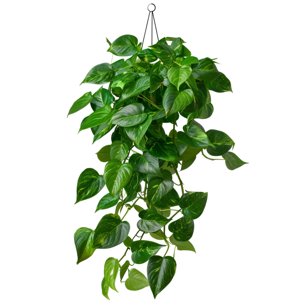 Realistic Green Leaf on Transparent Background png
