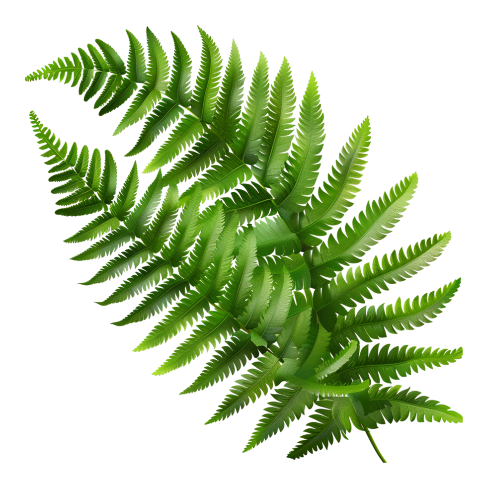 Realistic Green Leaf on Transparent Background png