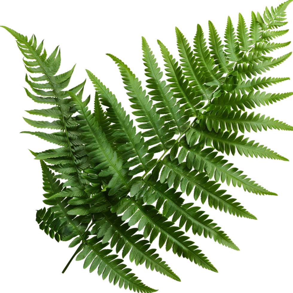 Realistic Green Leaf on Transparent Background png