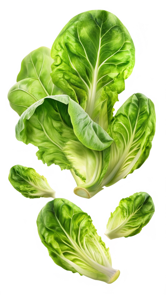 Flying Lettuces Art png