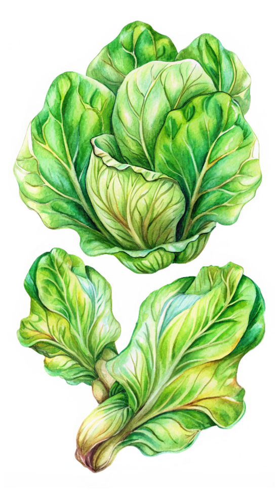 Flying Lettuces Hand Drawn Design png