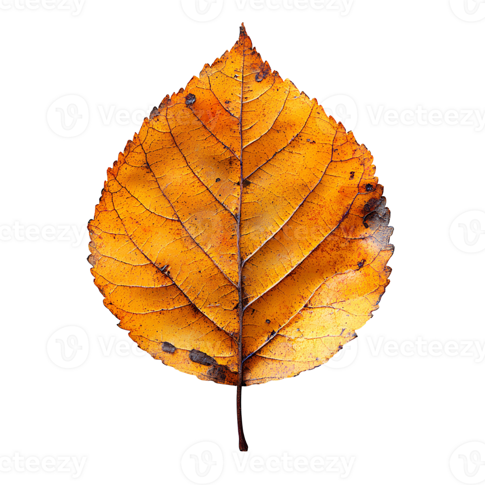 Autumn leaf . dried up fall leaf top view . white birch leaf . maple leaf flat lay isolated. orange fall autumn chestnut leaf png
