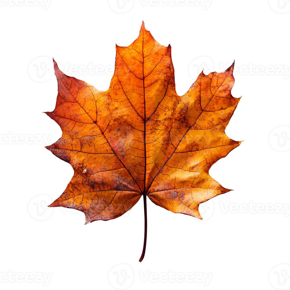 Autumn leaf . dried up fall leaf top view . white birch leaf . maple leaf flat lay isolated. orange fall autumn chestnut leaf png