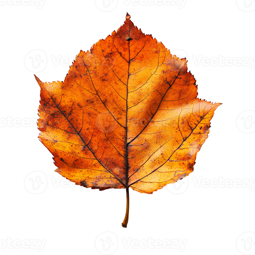 Autumn leaf . dried up fall leaf top view . white birch leaf . maple leaf flat lay isolated. orange fall autumn chestnut leaf png