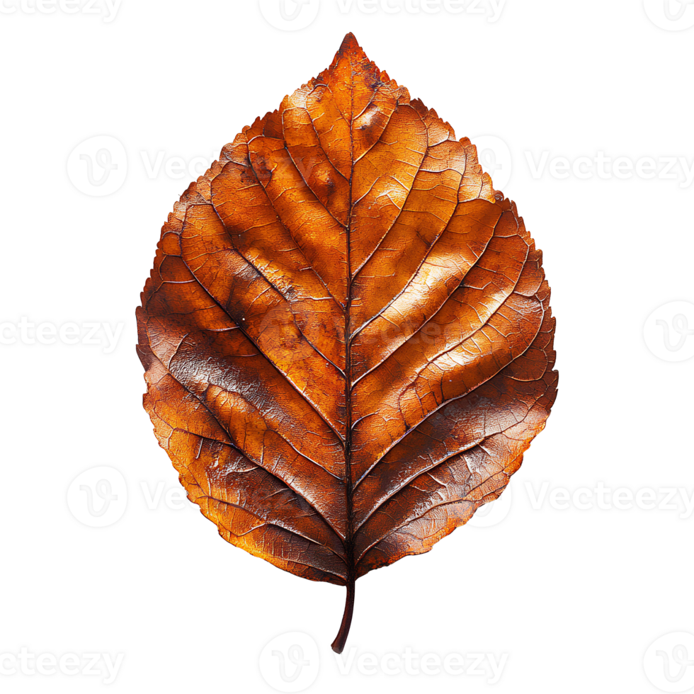 Autumn leaf . dried up fall leaf top view . white birch leaf . maple leaf flat lay isolated. orange fall autumn chestnut leaf png