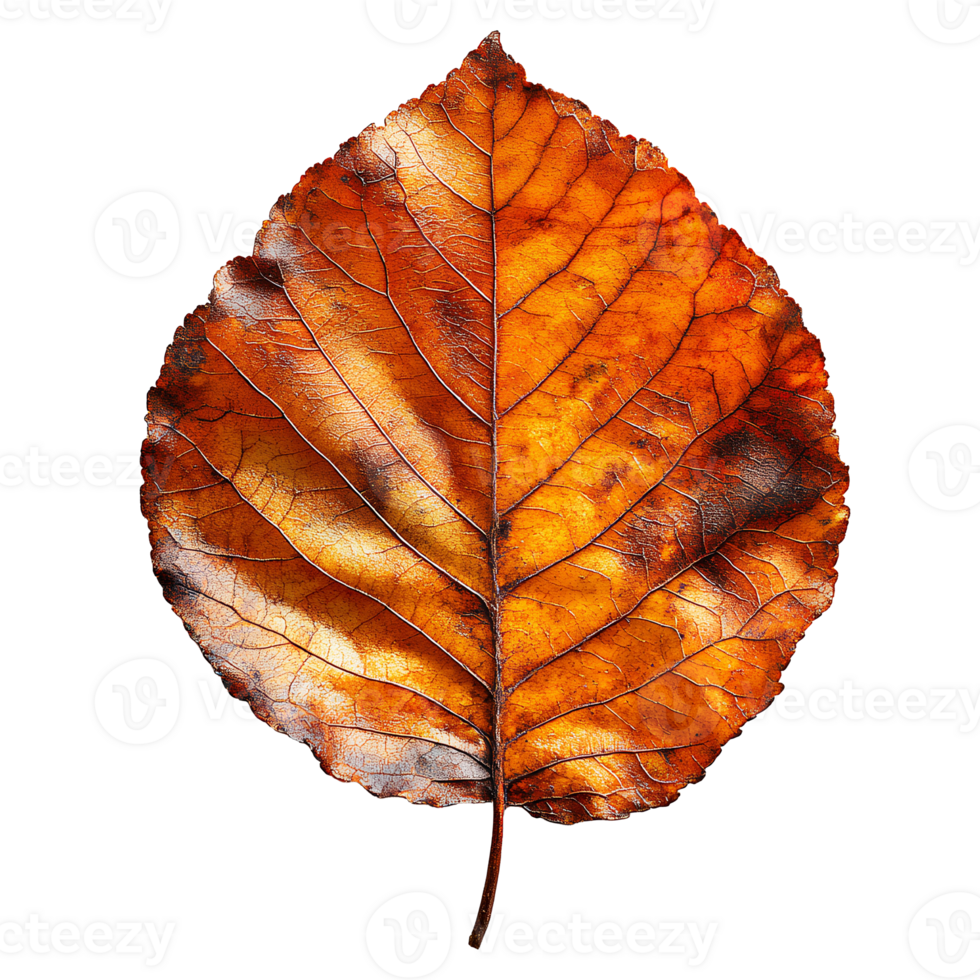 Autumn leaf . dried up fall leaf top view . white birch leaf . maple leaf flat lay isolated. orange fall autumn chestnut leaf png