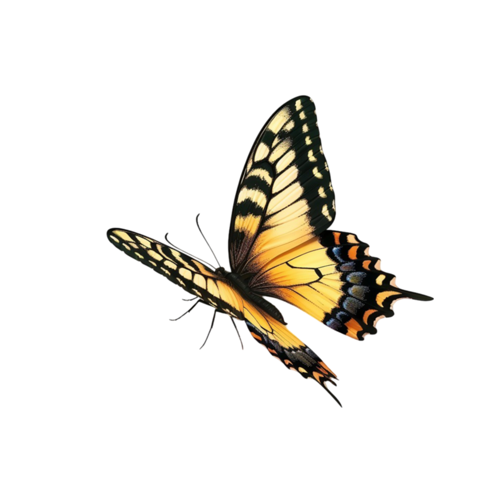Butterfly on Transparent Background png