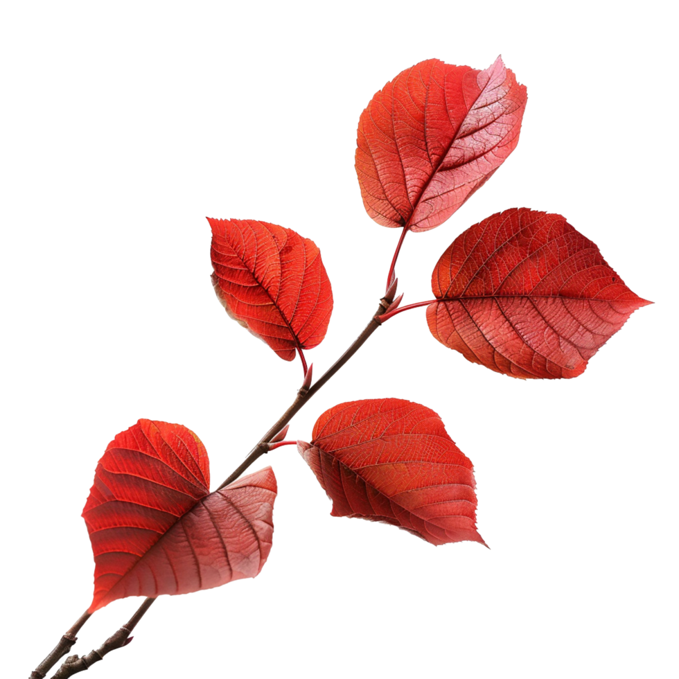 Red leaves isolated on transparent background png