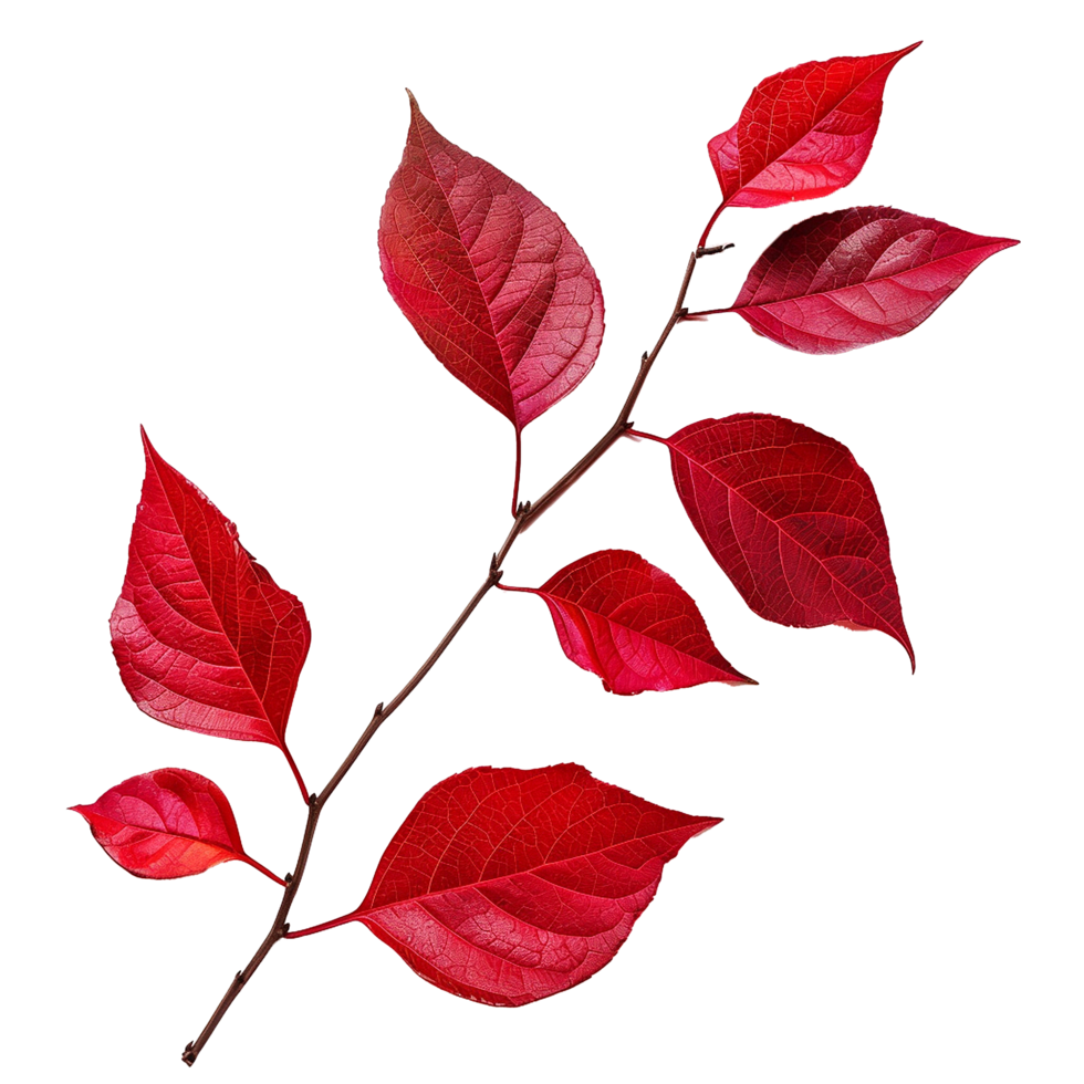 Red leaves isolated on transparent background png