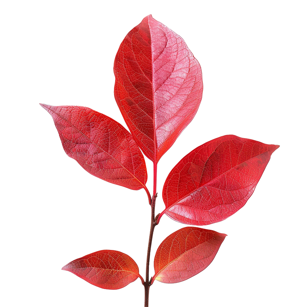 Red leaves isolated on transparent background png