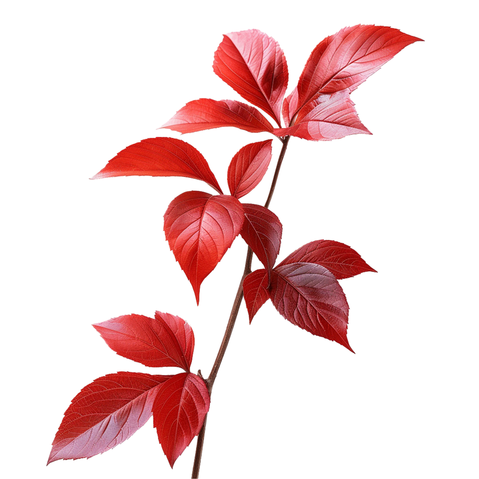 Red leaves isolated on transparent background png
