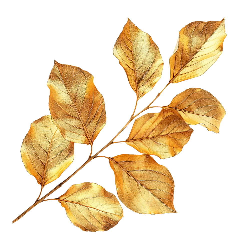 Gold leaves isolated on transparent background png