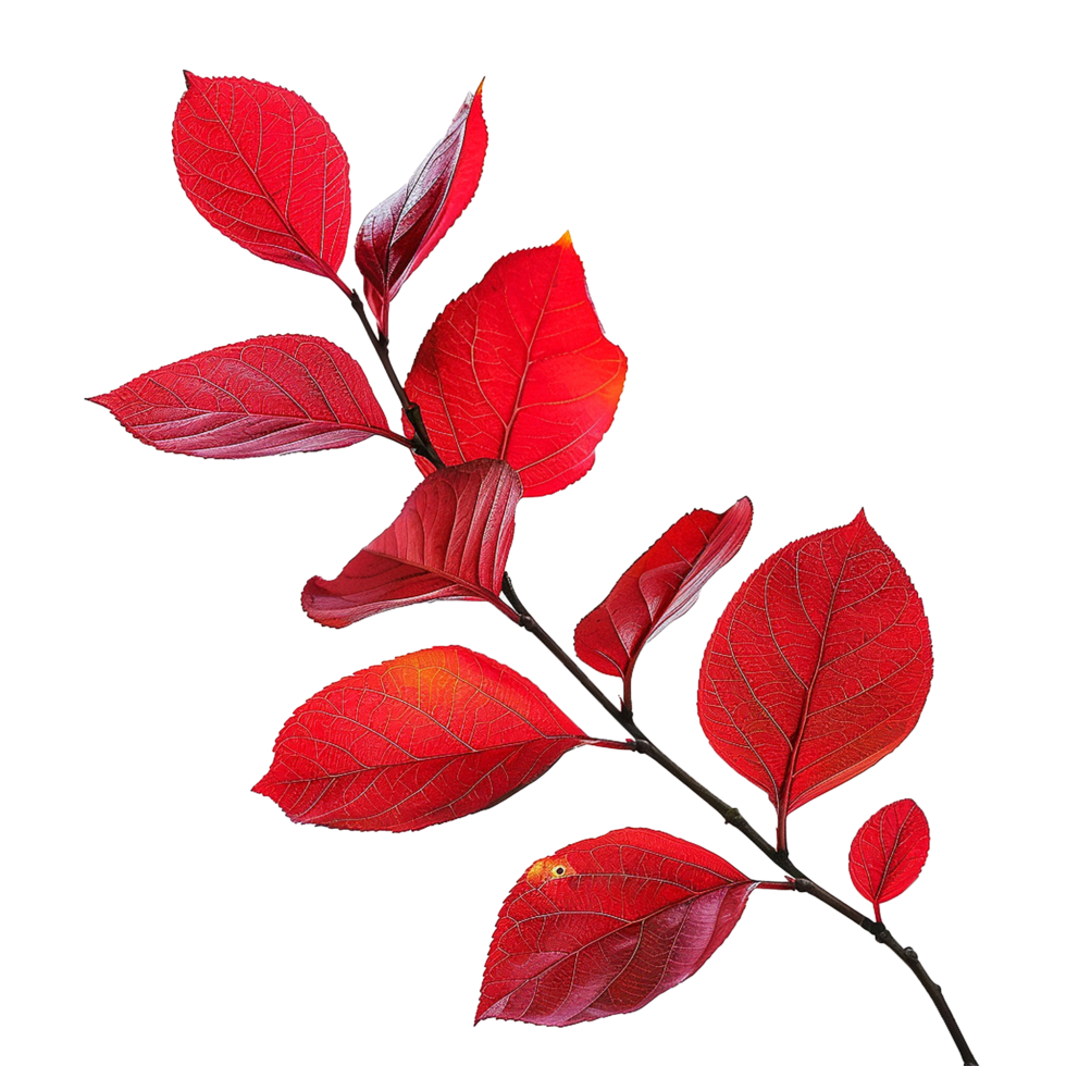 Red leaves isolated on transparent background png