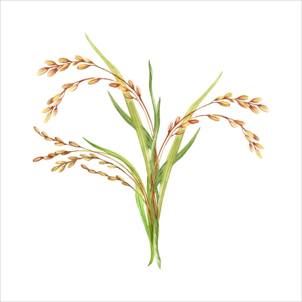 Rice plant watercolor illustration. Agricultural farming. Crop harvesting. Asian cooking ingredient. Hand drawn painting isolated from the background. Clip art for nutritious product packaging designs vector