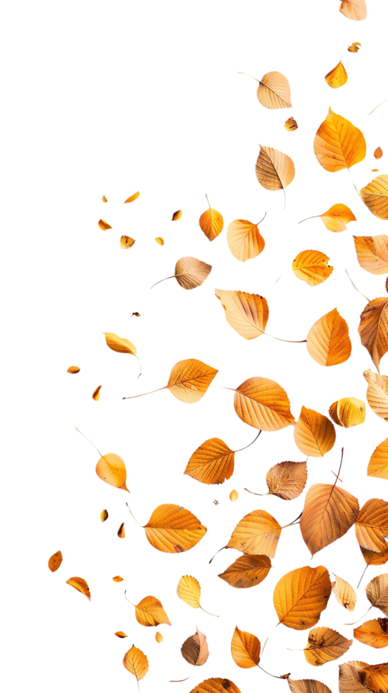 Vibrant autumn leaves in various shades of orange and brown falling gracefully, capturing the essence of the fall season. png