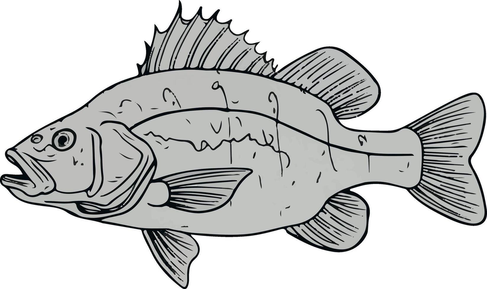 Artwork of perch fish vector